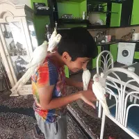 ۵ عدد عروس ۵۰ روزه دستی|پرنده|مشهد, بهارستان|دیوار