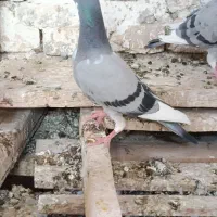 کبوتر گمشده