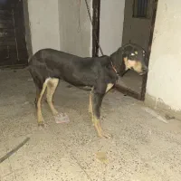 سگ دو رگ ماده