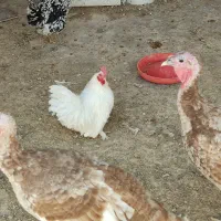 خروس و بوقلمون