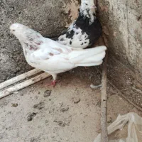 کبوتر کفتر|پرنده|قم, حاج زینل|دیوار