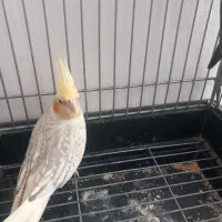 یک جفت عروس هلندی