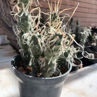 کاکتوس آناناسی|گل و گیاه طبیعی|کاشان, امیرکبیر|دیوار