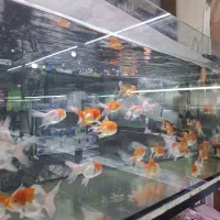 ماهی گلدفیش