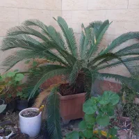 سیکاس بزرگ