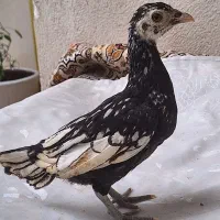 جوجه سیبرایت هفتاد روزه
