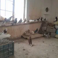 کفتر رنگه المانی بوم کبوتر پرش