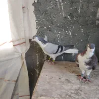 ساده، طوقی،زرد کرمونی، سار.|پرنده|مشهد, شهید قربانی|دیوار