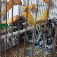 ۱۵ عدد قناری نرو ماده|پرنده|بروجرد, |دیوار