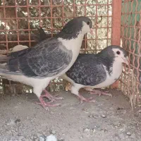 فیروزه چشم سفید کفتر