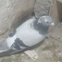 حیوون فروشی ارزون۳۰۰