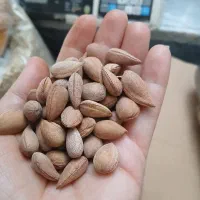 بادام کوهی