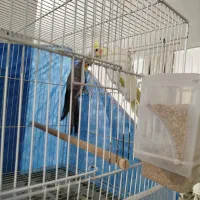 جفت عروسی هلندی مولد|پرنده|مشهد, خواجه ربیع|دیوار