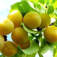 نهال آلو زرد گوگان مخصوص خشکباری اجیلی