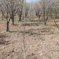 نهال گردو با کیفیت قیمت 100 تومان مناسب