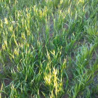 زمین-برای-خانه-باغ-چنگیز-قلعه-سندتک-برگ