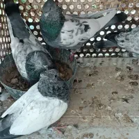 سینه سبز جفتی با جوجه