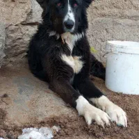 واگذاری 2جفت نر لاس درجه یک