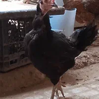 تخم مرغ. مرغ سیاه|حیوانات مزرعه|زاهدان, |دیوار