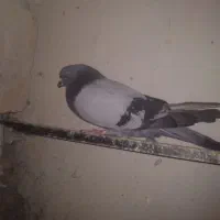کبوتر فروش