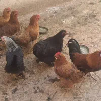 تخم مرغ نطفه دار