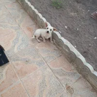 سگ پاکوتاه