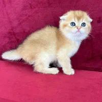 اسکاتیش های فولد گلد|گربه|شیراز, فرهنگ شهر|دیوار