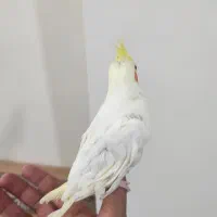 یک عدد عروس هلندی|پرنده|رباط‌کریم, مسکن مهر آبشناسان|دیوار