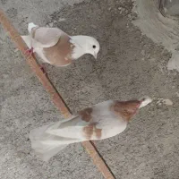 کبوتر شازده زرد