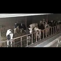 گاوداری 150 راس موقعیت ویژه، وام 11 میلیارد مصوب|فروش دفتر صنعتی، کشاورزی، تجاری|تهران, جنت‌آباد شمالی|دیوار