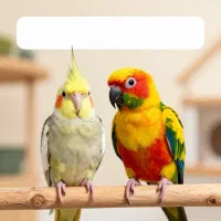 دنیای پرندگان