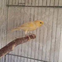 قناری نر زرد