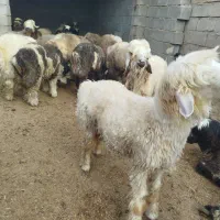 قصابی دشت بزرگ کشتار گوساله گاومیش وگاو،بره وشیشک