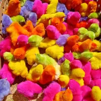 فروش جوجه رنگی