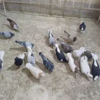 رنگی سیاه پوش|پرنده|اقبالیه, |دیوار