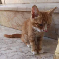 توله گربه پرشین