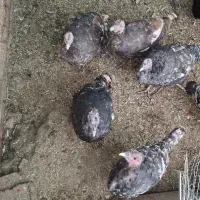 بوقلمون فروشی|حیوانات مزرعه|رفسنجان, |دیوار