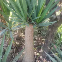 گل یوکا|گل و گیاه طبیعی|شیرگاه, |دیوار