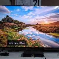 گربه ۲۰ روزه