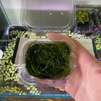 خزه گیاه ماهی گوپی مولی فایتر تترا حلزون پلنت