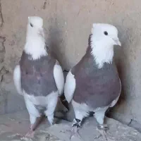 باسلام کبوتر طوقی نر ماده|پرنده|جزنیک, |دیوار