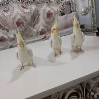 عروس هلندی لوتیتو چشم شرابی