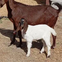 بزکهره بزابستن