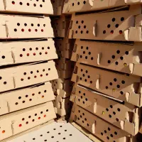 جوجه رنگی|حیوانات مزرعه|تهران, ترمینال جنوب|دیوار