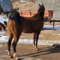 اسب|اسب و تجهیزات اسب‌سواری|زنجان, |دیوار