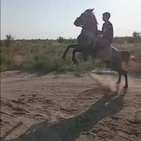 فروش نریان اصیل و استثنایی|اسب و تجهیزات اسبسواری|سیرجان, |دیوار