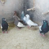 کبوتر سینه ای|پرنده|شیراز, منطقه هوایی شهید دوران|دیوار