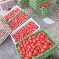 ابگیری گوجه انگوررب گیری انگورشیره گیری|خوردنی و آشامیدنی|قم, شهرک فاطمیه|دیوار