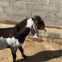 کهره نر پاکستانی  دوگ درجه یک جفت|حیوانات مزرعه|بندر کنگان, |دیوار