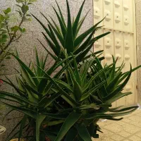 گل برای آدم گل